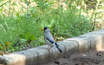 2024年6月8日(土) ふじ山夢ロードの野鳥観察記録