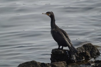 カワウ 涸沼 2019年1月6日(日)