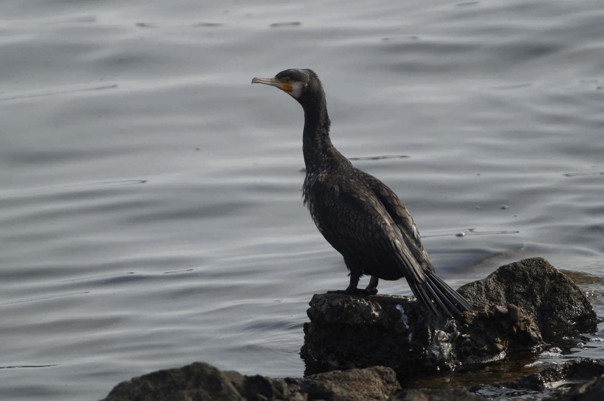 涸沼 カワウの写真 by bea