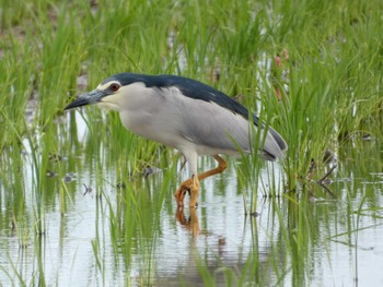 Sat, 6/8/2024 Birding report at 浮島ヶ原自然公園