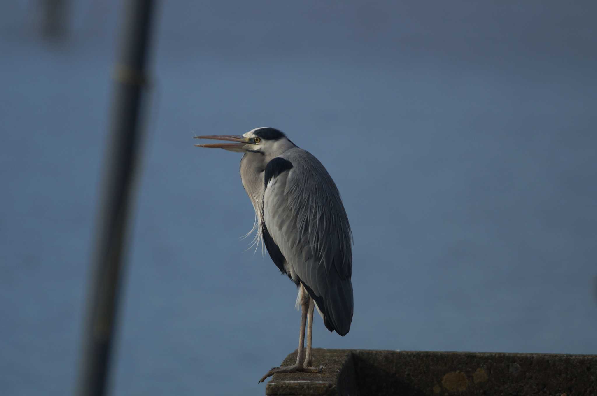 Grey Heron