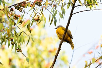 Grey-headed Tanager Pipeline Road(Gamboa) Wed, 1/2/2019