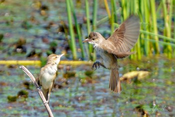 Fri, 6/14/2024 Birding report at 板倉町