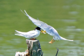 2024年6月14日(金) 伊佐沼の野鳥観察記録