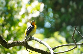 Sat, 6/8/2024 Birding report at 八王子城跡