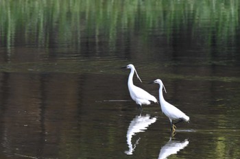 2024年4月29日(月) 葛西臨海公園の野鳥観察記録