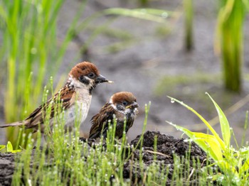 Eurasian Tree Sparrow つくば市 Sun, 6/16/2024