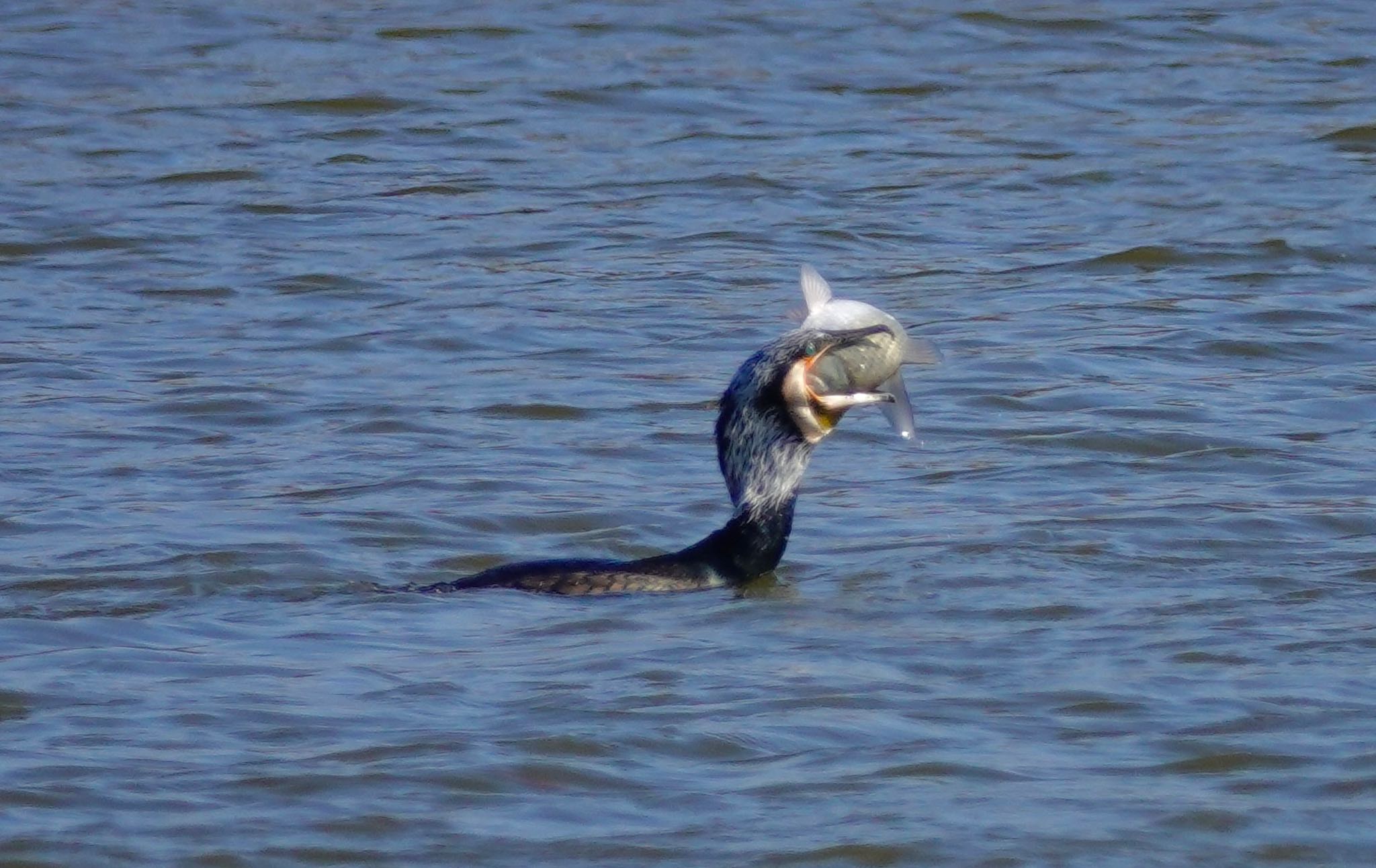 カワウ