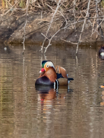 Mandarin Duck 奈良市水上池 Thu, 1/17/2019