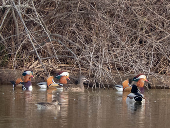 Mandarin Duck 奈良市水上池 Thu, 1/17/2019