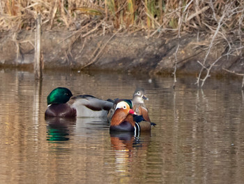 Mandarin Duck 奈良市水上池 Thu, 1/17/2019