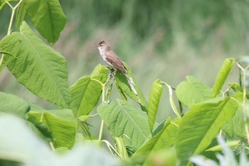 Sat, 6/15/2024 Birding report at 札幌モエレ沼公園