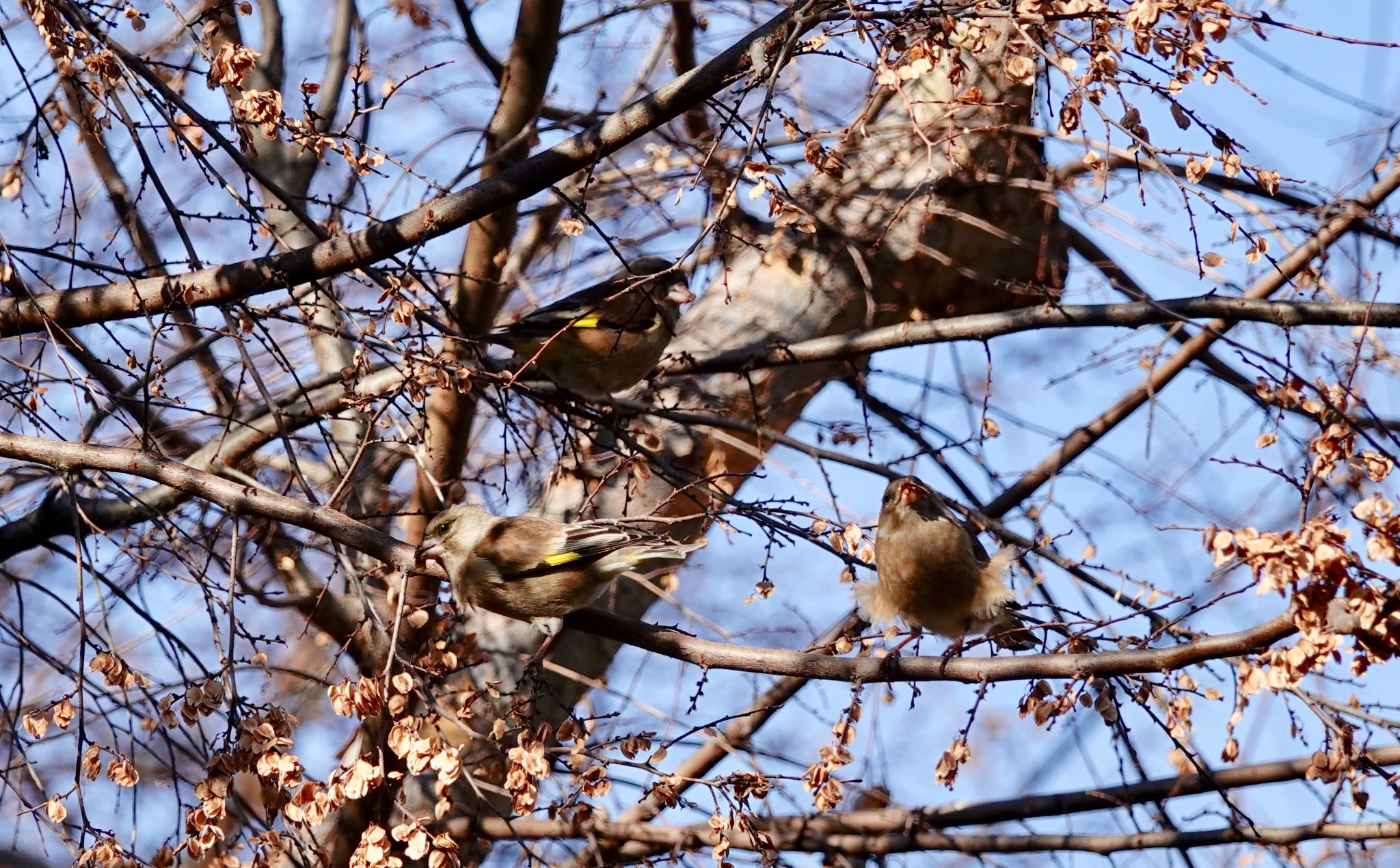 水元公園 カワラヒワの写真 by のどか