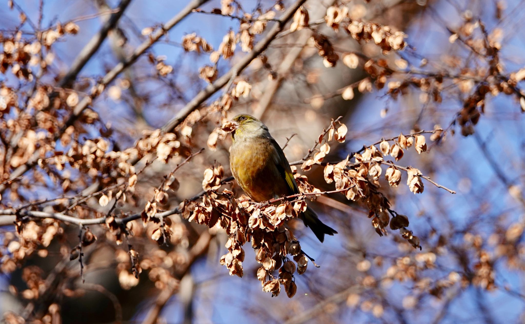 水元公園 カワラヒワの写真 by のどか