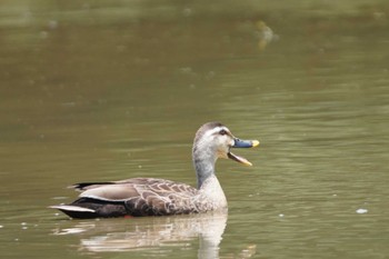 Sat, 6/8/2024 Birding report at 多摩川トライアングル