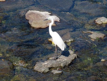 Fri, 6/14/2024 Birding report at 伊勢神宮内宮