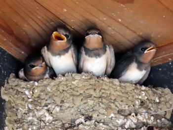 Fri, 6/14/2024 Birding report at 三重県伊勢市