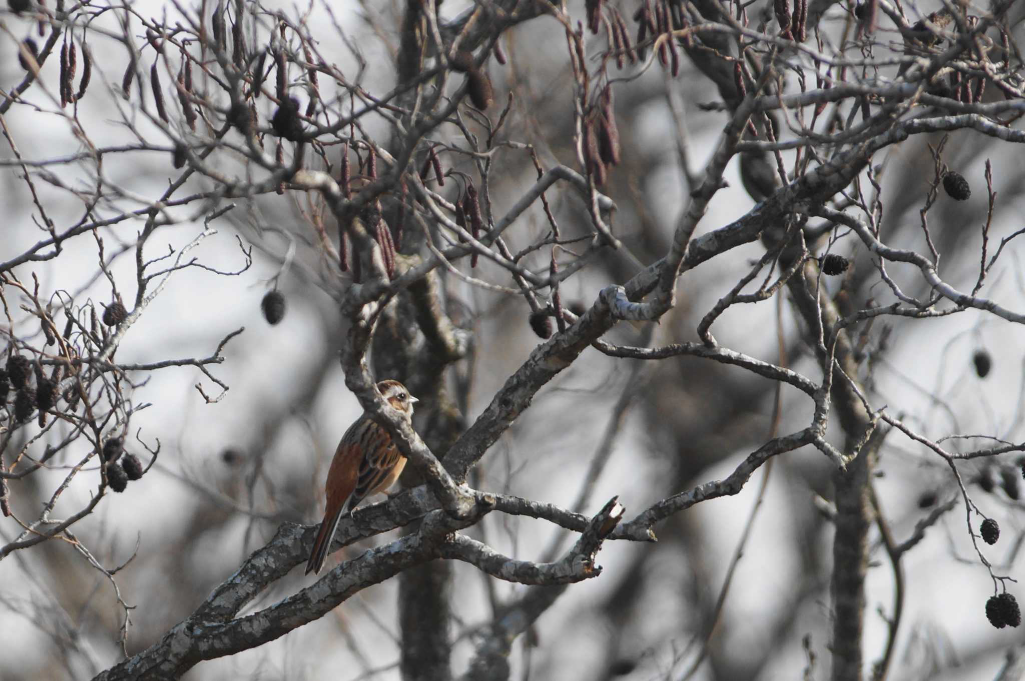 Meadow Bunting