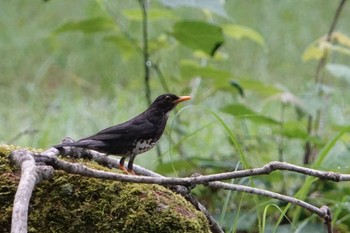 2024年6月16日(日) 屏風岩公苑の野鳥観察記録