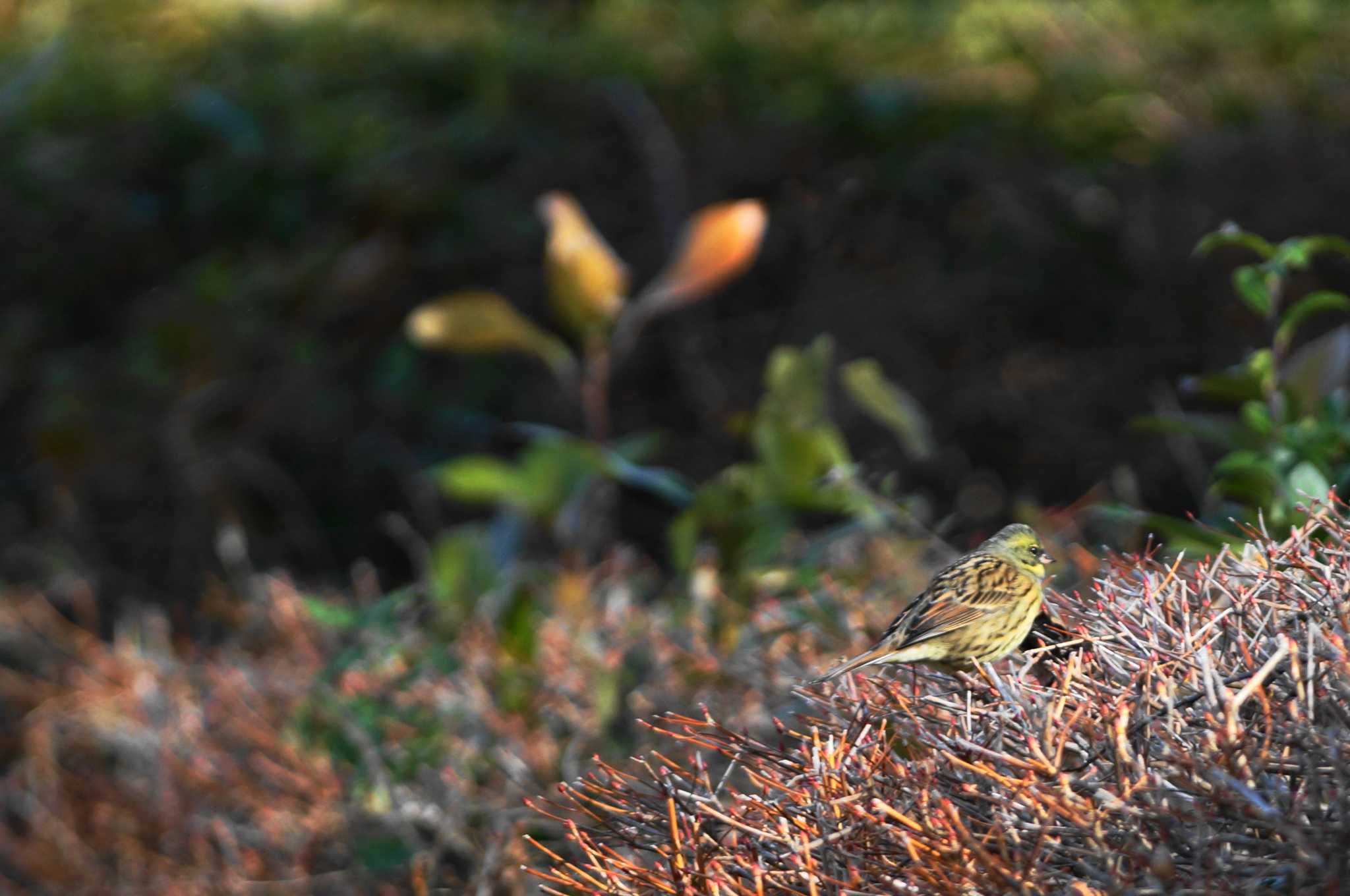 Masked Bunting