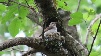 コサメビタキ 各務野自然遺産の森 2024年5月26日(日)