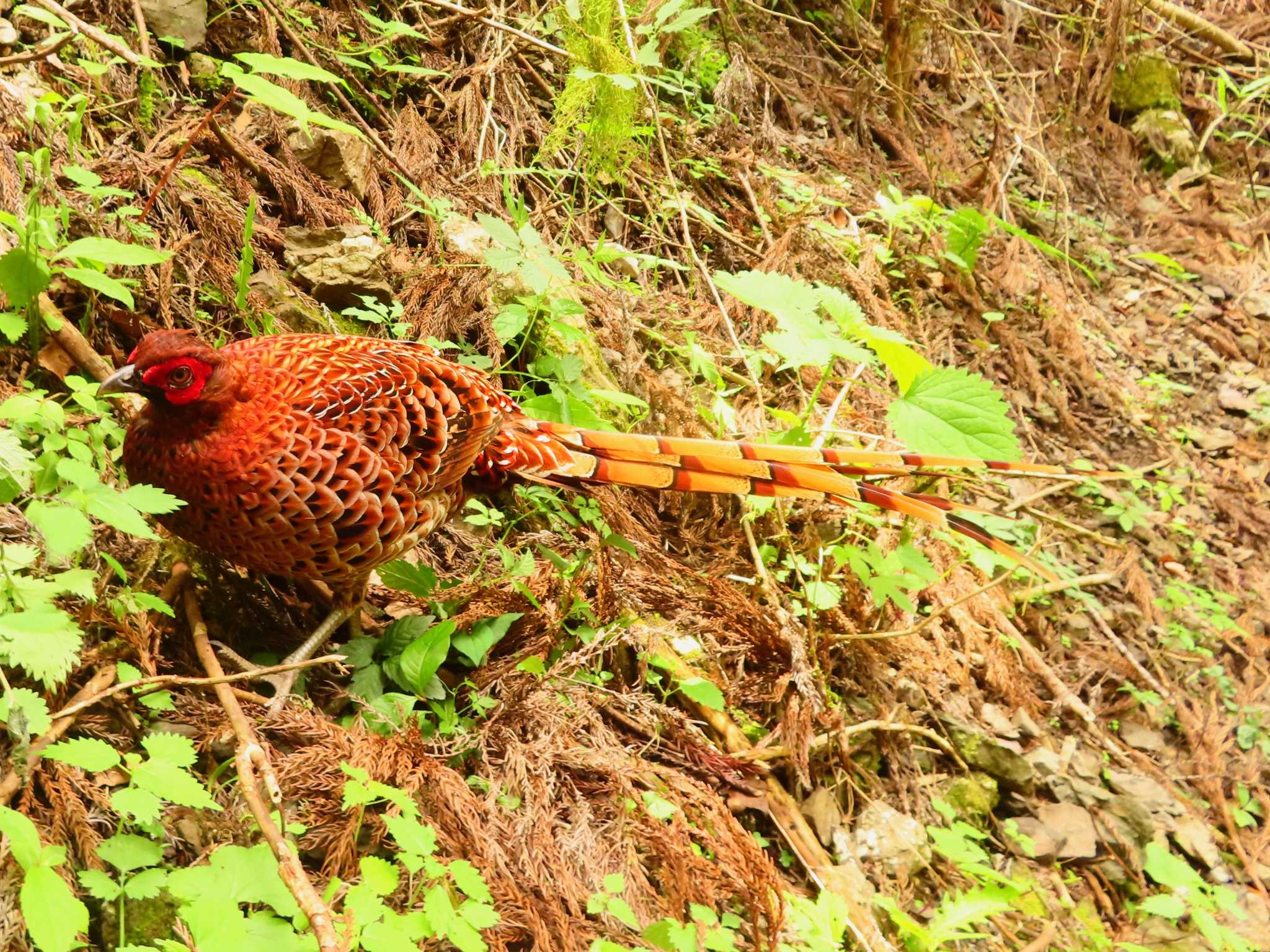 Photo of Copper Pheasant at 養沢川 by ゆ