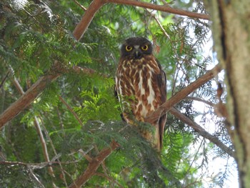 Sun, 6/16/2024 Birding report at 猪名部神社(三重県員弁郡)