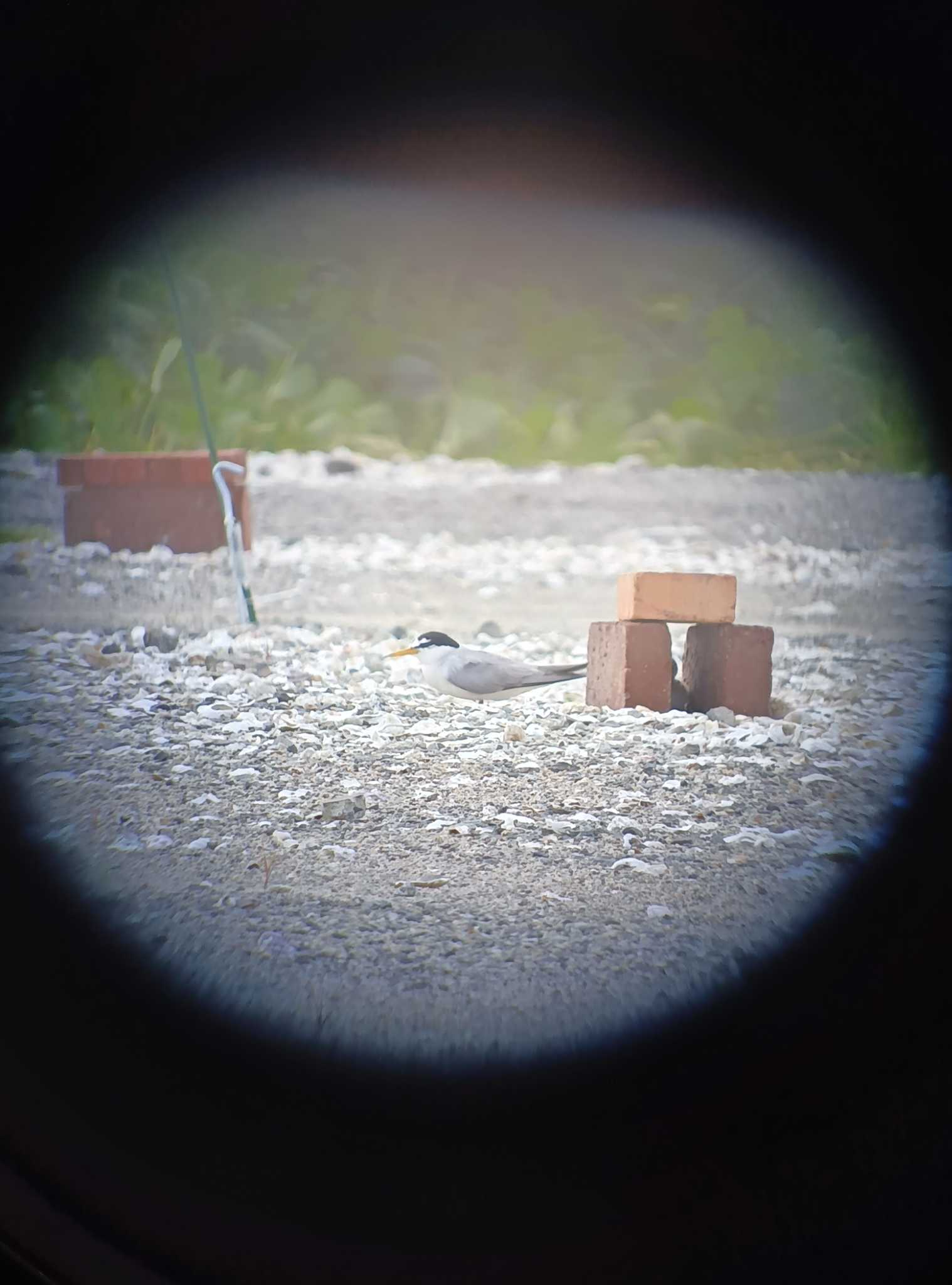 Photo of Little Tern at 佐賀県佐賀市 by 頭黒鴎