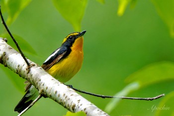 2024年6月15日(土) 横浜市の野鳥観察記録