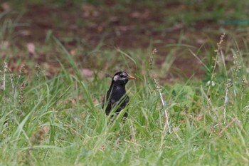 Sun, 6/16/2024 Birding report at Chiba Park