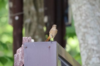 Fri, 6/14/2024 Birding report at Togakushi Forest Botanical Garden