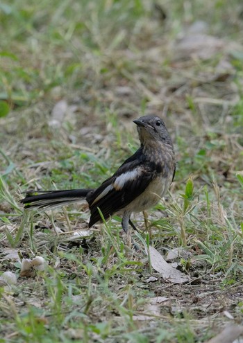 2024年6月10日(月) Wachirabenchathat Park(Suan Rot Fai)の野鳥観察記録