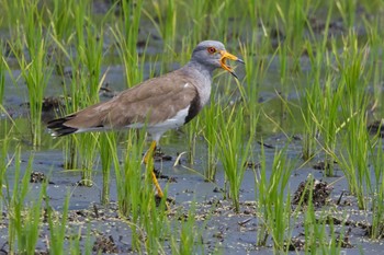 Sat, 6/15/2024 Birding report at 奈良 葛下川