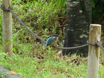 Sun, 6/16/2024 Birding report at 郷土の森公園(府中市)