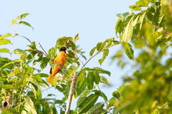 Baltimore Oriole