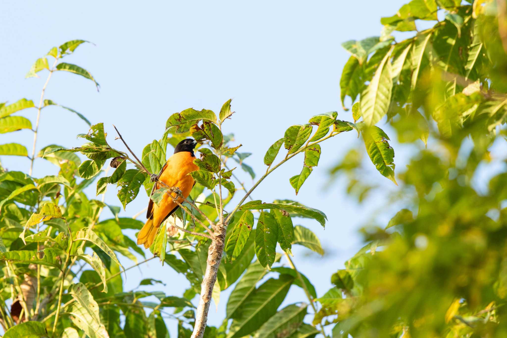 Photo of Baltimore Oriole at Pipeline Road(Gamboa) by Trio