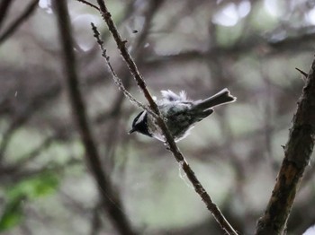 2024年6月16日(日) 西岡公園(西岡水源地)の野鳥観察記録