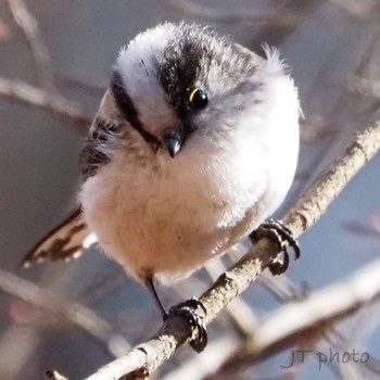 Long-tailed Tit Unknown Spots Fri, 12/31/2021