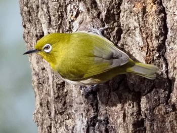 Warbling White-eye Unknown Spots Fri, 12/31/2021