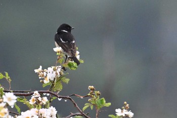 Sun, 6/16/2024 Birding report at JGSDF Kita-Fuji Exercise Area