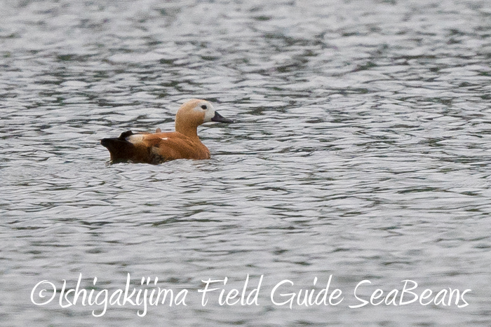 Photo of Ruddy Shelduck at Ishigaki Island by 石垣島バードウオッチングガイドSeaBeans