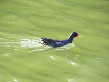 バン 都立浮間公園 2024年6月16日(日)