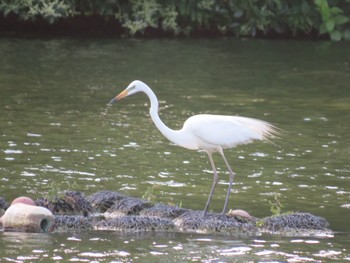 ダイサギ 都立浮間公園 2024年6月16日(日)