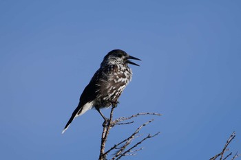 Sat, 6/15/2024 Birding report at Okuniwaso(Mt. Fuji)