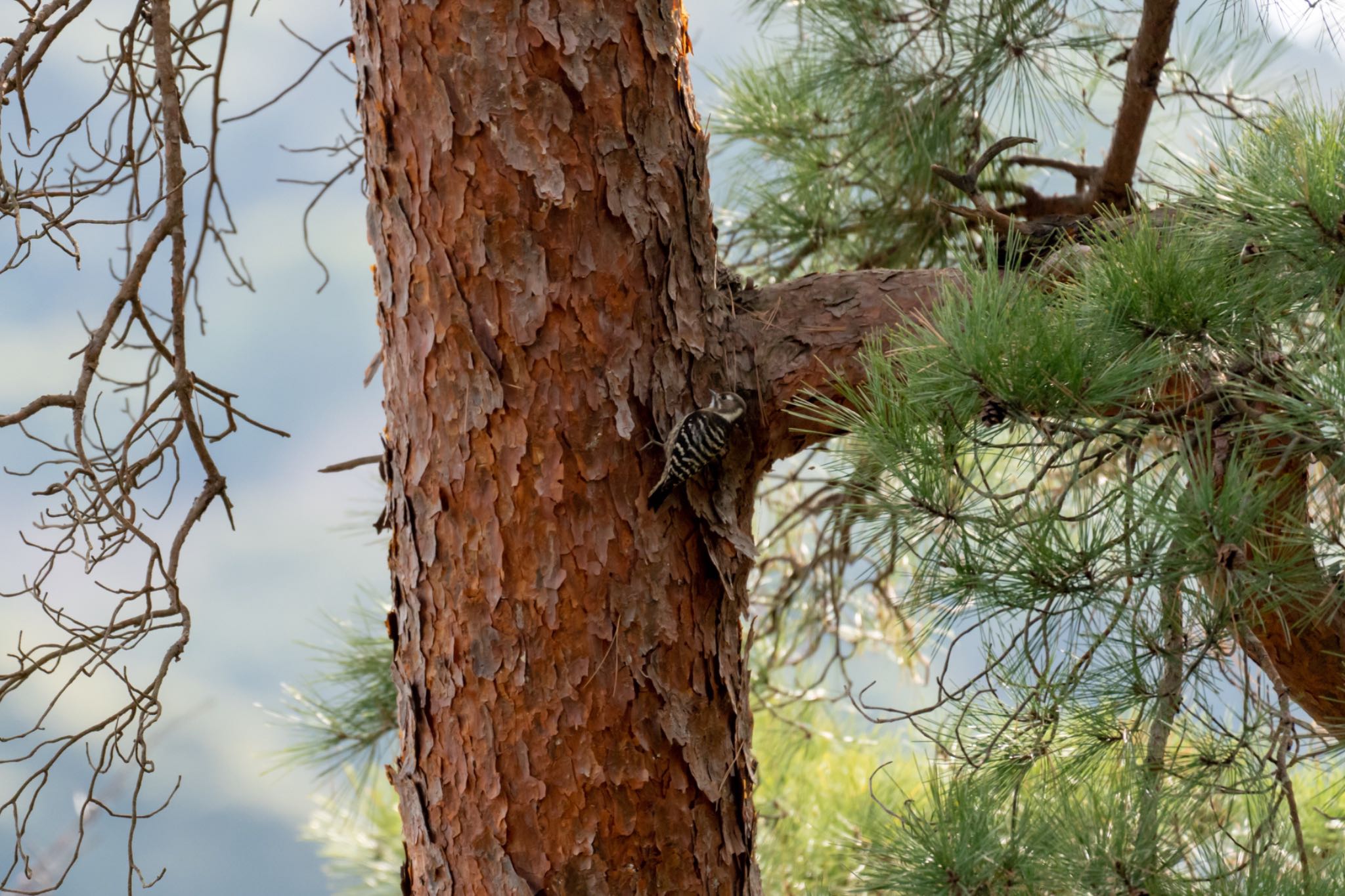 Photo of Japanese Pygmy Woodpecker at 油山市民公園 by 巻貝