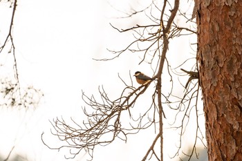 Varied Tit 油山市民の森 Thu, 1/17/2019