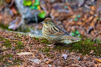 Masked Bunting 油山市民の森 Thu, 1/17/2019