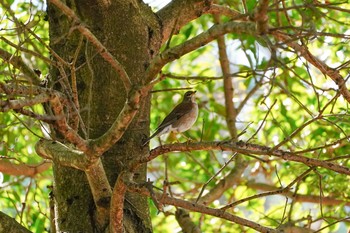 Pale Thrush 油山市民の森 Thu, 1/17/2019