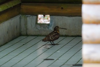 Eurasian Woodcock 油山市民の森 Thu, 1/17/2019