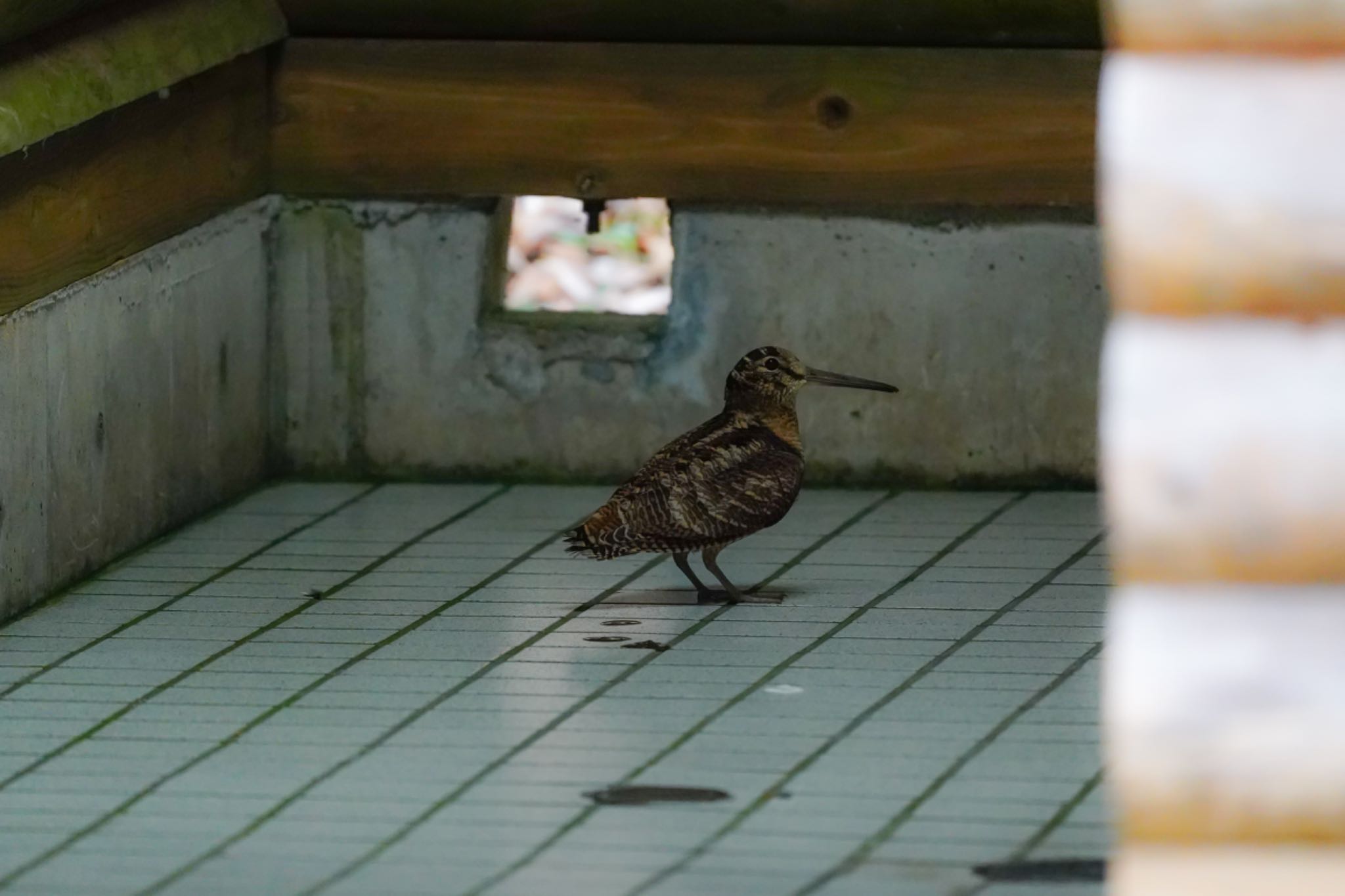 Photo of Eurasian Woodcock at 油山市民の森 by 巻貝